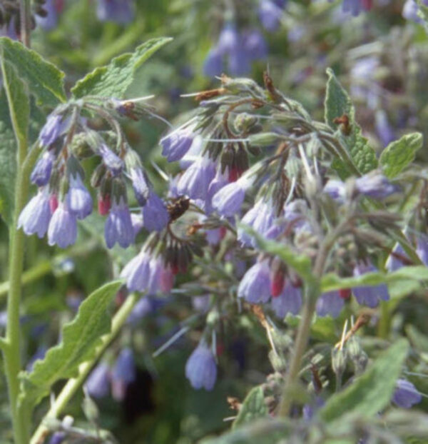 Suureõieline varemerohi 'Wisley Blue'