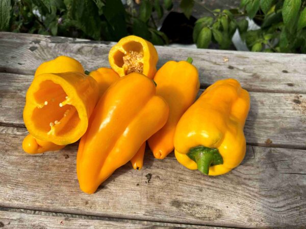 Magus paprika 'Yellow Elephant'