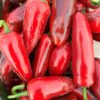 Jalapeno 'Jalastar' - Image 5