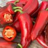 Jalapeno 'Jalastar'