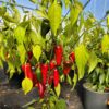 Jalapeno 'Jalastar' - Image 3