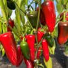 Jalapeno 'Jalastar' - Image 4