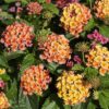 Ogaline lantaan 'Scarlet'