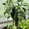 Jalapeno 'Senorita' - Image 6