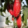 Jalapeno 'Senorita' - Image 5