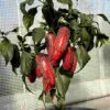 Jalapeno 'Senorita' - Image 2