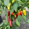 Jalapeno 'White' - Image 5