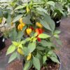 Jalapeno 'White' - Image 6