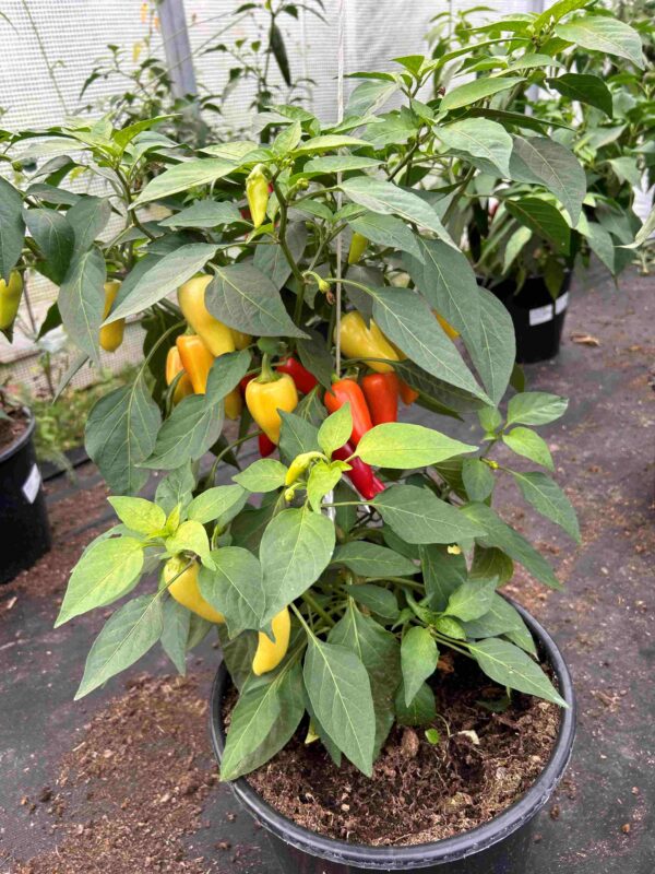 Jalapeno 'White' - Image 6