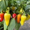 Jalapeno 'White' - Image 7