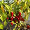 Jalapeno 'White' - Image 2