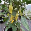Jalapeno 'White' - Image 8