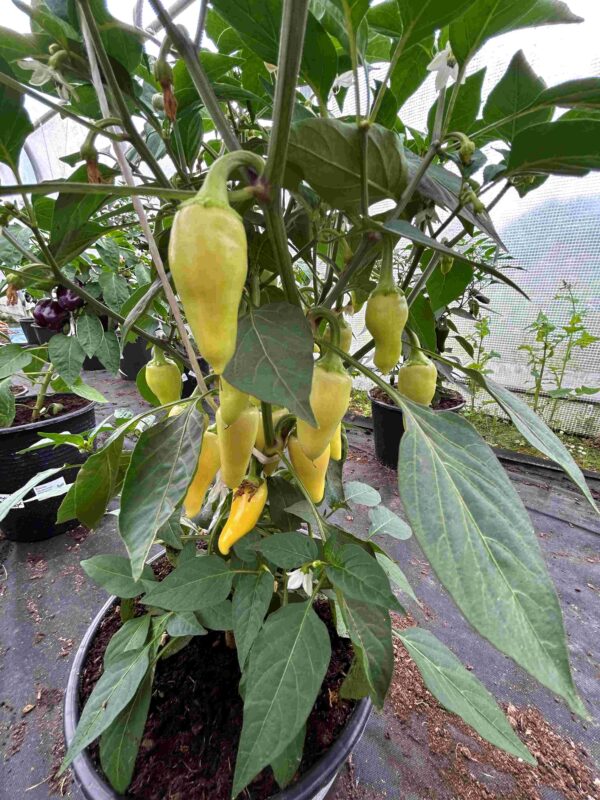 Jalapeno 'White' - Image 8