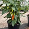 Jalapeno 'White' - Image 9