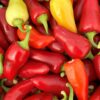 Jalapeno 'White' - Image 3