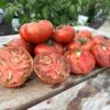 Tomat 'Dwarf Black Angus'