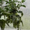 Tomat 'Willa´s Cariboo Rose ' - Image 4
