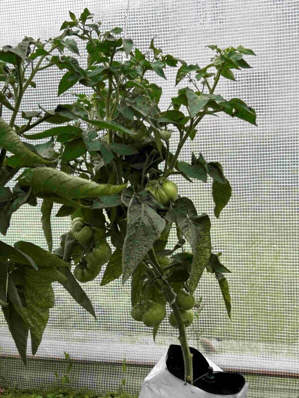 Tomat 'Willa´s Cariboo Rose ' - Image 4