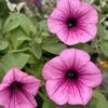 Surfiinia 'Pink Vein' - Image 2