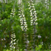 Sinine baptiisia 'Alba'
