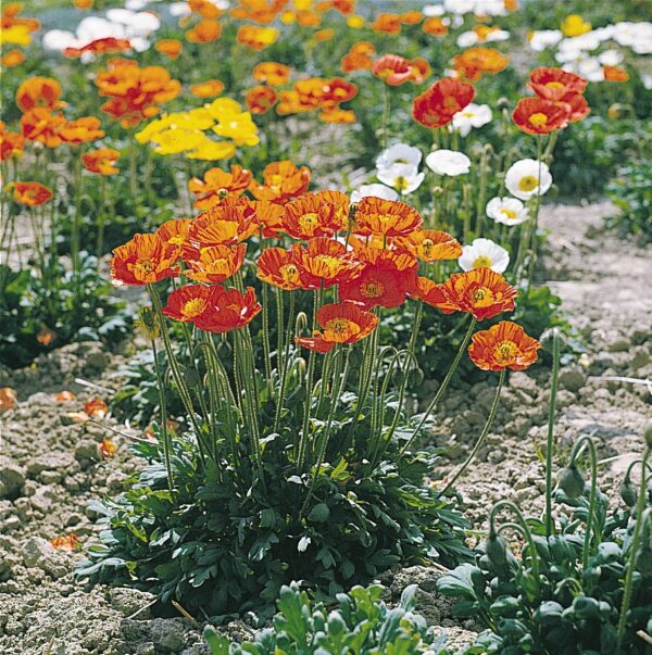 Siberi magun 'Gartenzwerg' - Image 2