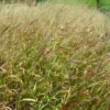 Laiuv lambiharjahein - Image 2