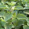 Harilik pune 'Margeritha'