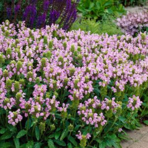 Suureõiene käbihein 'Pink Loveliness'