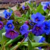 Kopsurohi 'Blue Ensign'