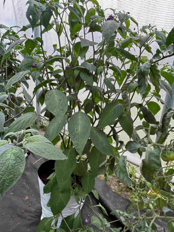 Karvane paprika 'Mini Olive' - Image 5