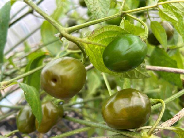 Karvane paprika 'Mini Olive' - Image 2