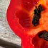 Karvane paprika 'Arequipa Gigant' - Image 4
