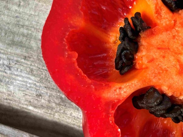 Karvane paprika 'Arequipa Gigant' - Image 4