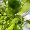 Karvane paprika 'Arequipa Gigant' - Image 5