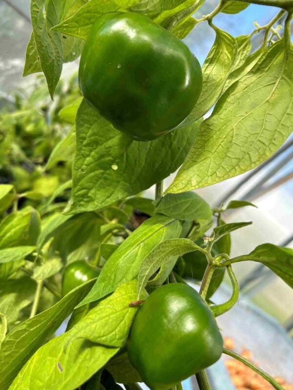 Karvane paprika 'Arequipa Gigant' - Image 5