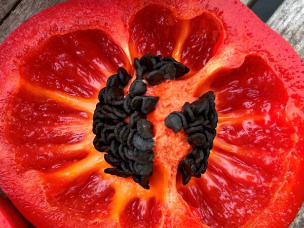 Karvane paprika 'Arequipa Gigant' - Image 6