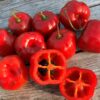 Karvane paprika 'Arequipa Gigant'
