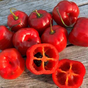 Karvane paprika 'Arequipa Gigant'