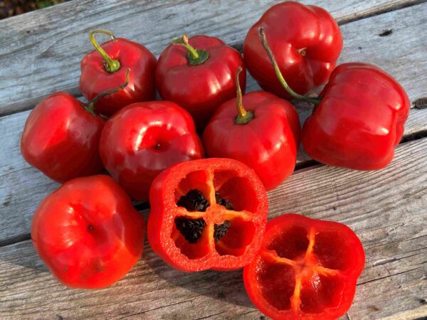 Karvane paprika 'Arequipa Gigant'