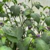 Karvane paprika 'Arequipa Gigant' - Image 2