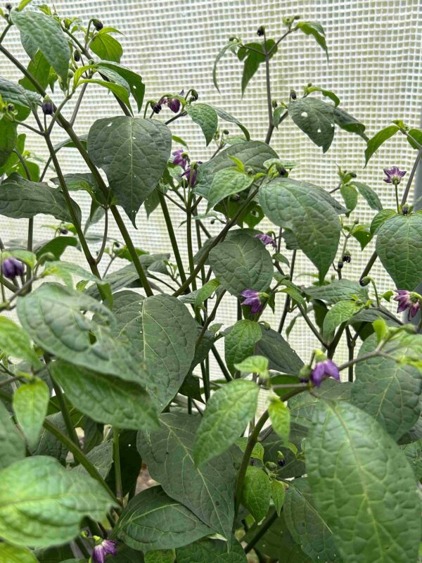 Karvane paprika 'Arequipa Gigant' - Image 2
