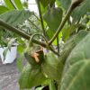 Karvane paprika 'Arequipa Gigant' - Image 3