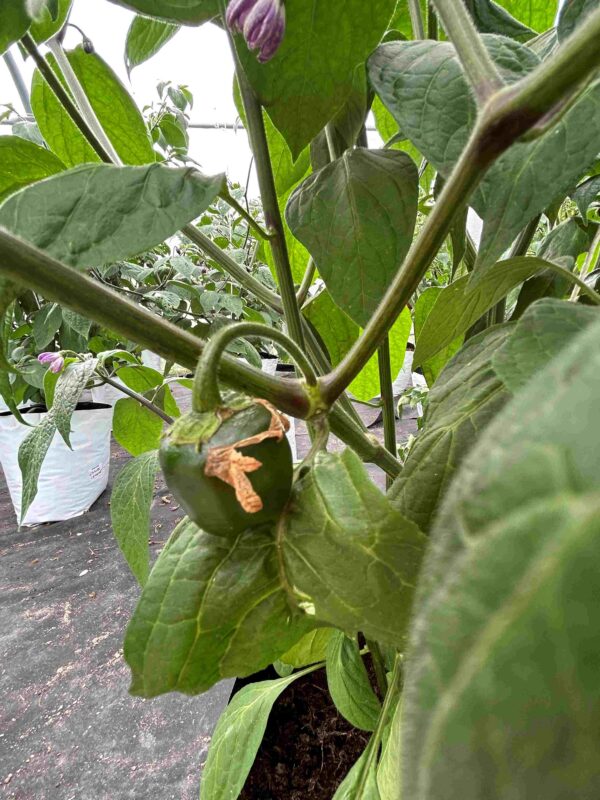 Karvane paprika 'Arequipa Gigant' - Image 3
