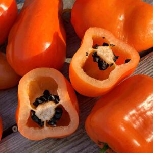Karvane paprika 'Oculto Clef'