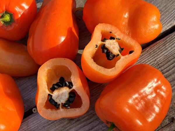 Karvane paprika 'Oculto Clef'
