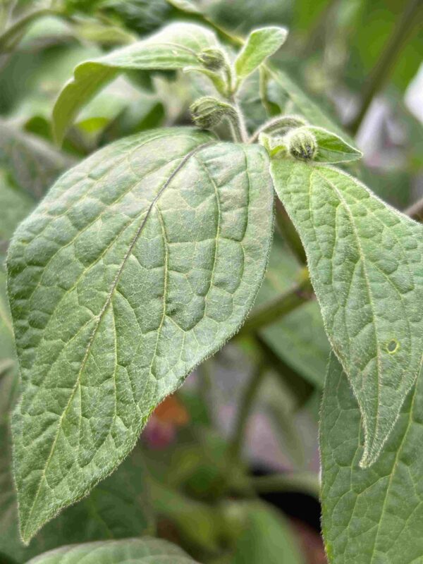 Karvane paprika 'Oculto Clef' - Image 5