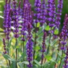 Metssalvei 'Caradonna'