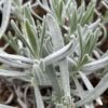 Lavendel 'Silver Frost' - Image 2