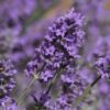 Lavendel 'Silver Frost'