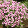 Surfiinia 'Pink Vein'